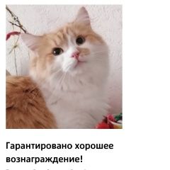 Подробнее об объявлении «Пропал кот большой пушистый рыжий с белым ко Энгельс» Фото: пропала кошка  «Пропал кот большой пушистый рыжий с белым ко...» в г. Энгельс