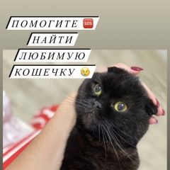 Подробнее об объявлении «Пропала кошка. шотландская вислоухая Ставрополь» Фото: пропала кошка  «Пропала кошка. шотландская вислоухая Ставрополь» в г. Ставрополь