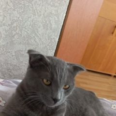 Подробнее об объявлении «Пропал кот Мытищи» Фото: пропала кошка  «Пропал кот Мытищи» в г. Мытищи