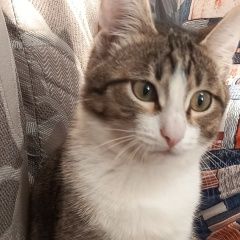 Подробнее об объявлении «Пропал кот Екатеринбург» Фото: пропала кошка  «Пропал кот Екатеринбург» в г. Екатеринбург