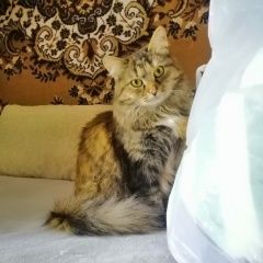Подробнее об объявлении «Пропала кошка Ярославль» Фото: пропала кошка  «Пропала кошка Ярославль» в г. Ярославль