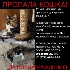 Подробнее об объявлении «Пропала кошка Балашиха» Фото: пропала кошка Мейн-кун «Пропала кошка Балашиха» в г. Балашиха