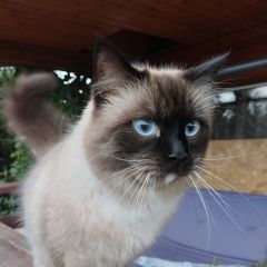 Подробнее об объявлении «Пропал кот Калуга» Фото: пропала кошка Невская маскарадная «Пропал кот Калуга» в г. Калуга
