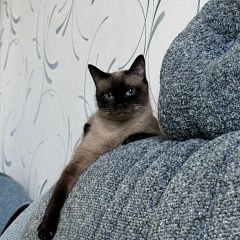 Подробнее об объявлении «Пропала кошка Казань» Фото: пропала кошка Сиамская кошка «Пропала кошка Казань» в г. Казань