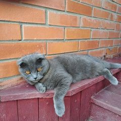 Подробнее об объявлении «Пропал кот пожалуйста, помогите найти Рязань» Фото: пропала кошка  «Пропал кот пожалуйста, помогите найти Рязань» в г. Рязань