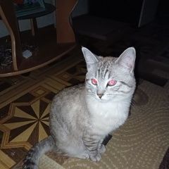 Подробнее об объявлении «Пропал кот Альметьевск» Фото: пропала кошка  «Пропал кот Альметьевск» в г. Альметьевск