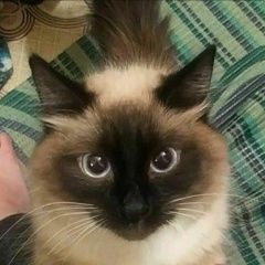 Подробнее об объявлении «Пропала кошка сиамская кошка. Москва» Фото: пропала кошка Сиамская кошка «Пропала кошка сиамская кошка. Москва» в г. Москва