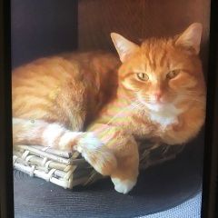 Подробнее об объявлении «Пропал кот Петушки» Фото: пропала кошка  «Пропал кот Петушки» в г. Петушки