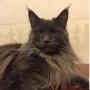 Подробнее об объявлении «Пропала кошка Лесное» Фото: пропала кошка Мейн-кун «Пропала кошка Лесное» в г. Лесное