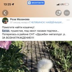 Подробнее об объявлении «Пропала кошка за вознаграждение Челябинск» Фото: пропала кошка  «Пропала кошка за вознаграждение Челябинск» в г. Челябинск