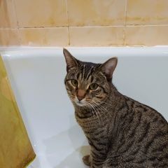 Подробнее об объявлении «Пропал кот проживает по адресу ул. жилина 16 Тольятти» Фото: пропала кошка  «Пропал кот проживает по адресу ул. жилина 16...» в г. Тольятти