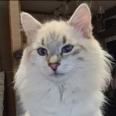 Подробнее об объявлении «Пропал кот разыскивается кот Истра» Фото: пропала кошка Рэгдолл «Пропал кот разыскивается кот Истра» в г. Истра