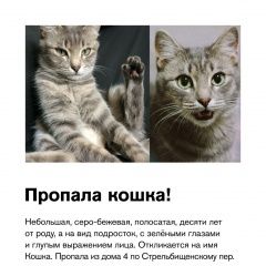 Подробнее об объявлении «Пропала кошка Москва» Фото: пропала кошка  «Пропала кошка Москва» в г. Москва
