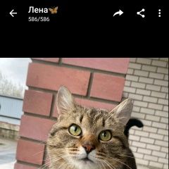 Подробнее об объявлении «Пропал кот, район ул. карибског Жлобин» Фото: пропала кошка  «Пропал кот, район ул. карибског Жлобин» в г. Жлобин