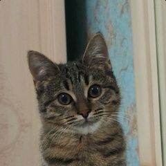Подробнее об объявлении «Пропала кошка Москва» Фото: пропала кошка  «Пропала кошка Москва» в г. Москва