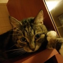 Подробнее об объявлении «Пропал кот крупный домашний кот Санкт-Петербург» Фото: пропала кошка Мейн-кун «Пропал кот крупный домашний кот Санкт-Петербург» в г. Санкт-Петербург