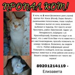 Подробнее об объявлении «Пропал кот Ярославль» Фото: пропала кошка Невская маскарадная «Пропал кот Ярославль» в г. Ярославль