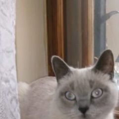 Подробнее об объявлении «Пропала кошка сиамская молочная серая Липецк» Фото: пропала кошка Сиамская кошка «Пропала кошка сиамская молочная серая Липецк» в г. Липецк