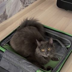 Подробнее об объявлении «Пропал кот Родники (Московская обл.)» Фото: пропала кошка  «Пропал кот Родники (Московская обл.)» в г. Родники (Московская обл.)