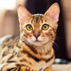 Подробнее об объявлении «Пропала кошка на улице заполярная Волгоград» Фото: пропала кошка Бенгальская кошка «Пропала кошка на улице заполярная Волгоград» в г. Волгоград