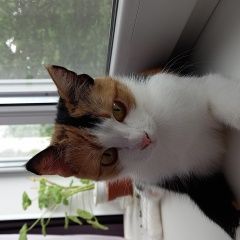 Подробнее об объявлении «Пропала кошка трёхцветная Ставрополь» Фото: пропала кошка  «Пропала кошка трёхцветная Ставрополь» в г. Ставрополь