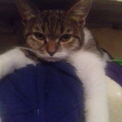 Подробнее об объявлении «Пропала кошка буся Волгоград» Фото: пропала кошка  «Пропала кошка буся Волгоград» в г. Волгоград