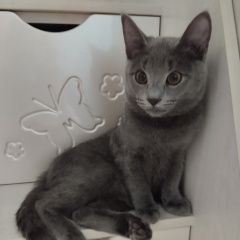 Подробнее об объявлении «Пропал кот Прокопьевск» Фото: пропала кошка  «Пропал кот Прокопьевск» в г. Прокопьевск
