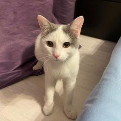 Подробнее об объявлении «Пропал кот белый кот томас Уфа» Фото: пропала кошка  «Пропал кот белый кот томас Уфа» в г. Уфа