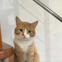 Подробнее об объявлении «Пропала кошка Таганрог» Фото: пропала кошка  «Пропала кошка Таганрог» в г. Таганрог