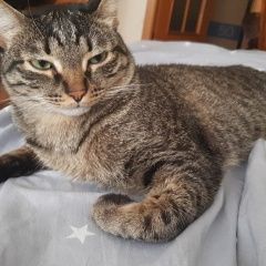 Подробнее об объявлении «Пропал кот по кличке микки Тюмень» Фото: пропала кошка  «Пропал кот по кличке микки Тюмень» в г. Тюмень