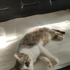 Картинка пропала кошка В городе Ступино потеряна кисочка. Ступино