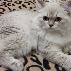 Подробнее об объявлении «Пропал кот Армавир» Фото: пропала кошка  «Пропал кот Армавир» в г. Армавир