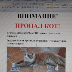 Подробнее об объявлении «Пропал кот. Зеленогорск (Ленинградская обл.)» Фото: пропала кошка  «Пропал кот. Зеленогорск (Ленинградская обл.)» в г. Зеленогорск (Ленинградская обл.)