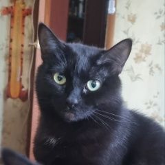 Подробнее об объявлении «Пропала кошка Иваново» Фото: пропала кошка  «Пропала кошка Иваново» в г. Иваново