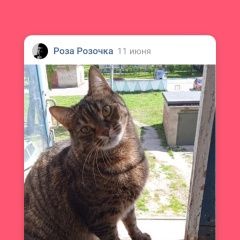 Подробнее об объявлении «Пропала кошка стерилизована, домашняя, боится улицу и Новомосковск» Фото: пропала кошка  «Пропала кошка стерилизована, домашняя, боится...» в г. Новомосковск