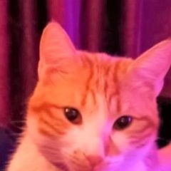 Подробнее об объявлении «Пропал кот Таганрог» Фото: пропала кошка  «Пропал кот Таганрог» в г. Таганрог
