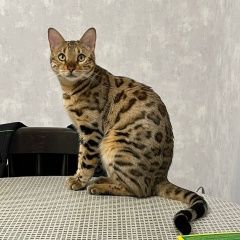 Подробнее об объявлении «Пропал кот Ижевск» Фото: пропала кошка Бенгальская кошка «Пропал кот Ижевск» в г. Ижевск