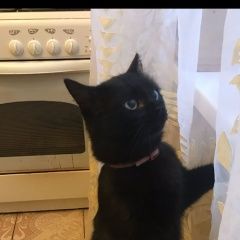 Подробнее об объявлении «Пропала кошка. г. черная кошка Троицк» Фото: пропала кошка  «Пропала кошка. г. черная кошка Троицк» в г. Троицк