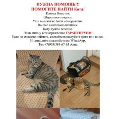 Подробнее об объявлении «Пропал кот помогите найти любимца Нахабино» Фото: пропала кошка  «Пропал кот помогите найти любимца Нахабино» в г. Нахабино