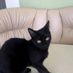 Подробнее об объявлении «Пропала кошка Адлер» Фото: пропала кошка  «Пропала кошка Адлер» в г. Адлер