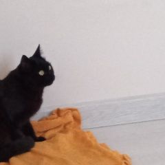 Подробнее об объявлении «Пропала кошка Качканар» Фото: пропала кошка  «Пропала кошка Качканар» в г. Качканар