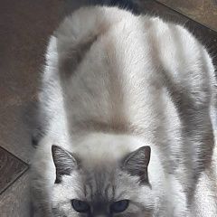 Подробнее об объявлении «Пропал кот Ставрополь» Фото: пропала кошка Британская короткошерстная кошка «Пропал кот Ставрополь» в г. Ставрополь