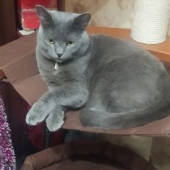 Подробнее об объявлении «Пропал кот Москва» Фото: пропала кошка Британская короткошерстная кошка «Пропал кот Москва» в г. Москва