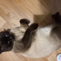 Подробнее об объявлении «Пропал кот мультик Ставрополь» Фото: пропала кошка Тайская кошка «Пропал кот мультик Ставрополь» в г. Ставрополь