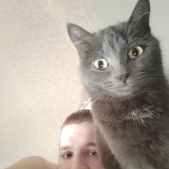 Подробнее об объявлении «Каменск-Уральский Пропала кошка кошечка серого цвета с белым пятнышком» Фото: пропала кошка  «Каменск-Уральский Пропала кошка кошечка серого...» в г. Каменск-Уральский