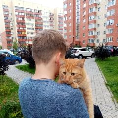 Подробнее об объявлении «Пропал кот Дубна» Фото: пропала кошка  «Пропал кот Дубна» в г. Дубна