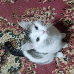 Подробнее об объявлении «Сургут Пропал кот» Фото: пропала кошка  «Сургут Пропал кот» в г. Сургут