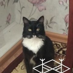 Подробнее об объявлении «Пропал кот Челябинск» Фото: пропала кошка  «Пропал кот Челябинск» в г. Челябинск