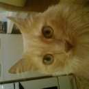 Подробнее об объявлении «Пропала кошка кот Магнитогорск» Фото: пропала кошка  «Пропала кошка кот Магнитогорск» в г. Магнитогорск