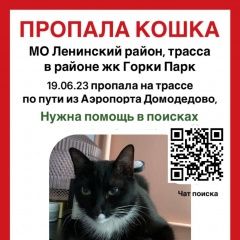 Подробнее об объявлении «Пропала кошка Москва» Фото: пропала кошка  «Пропала кошка Москва» в г. Москва